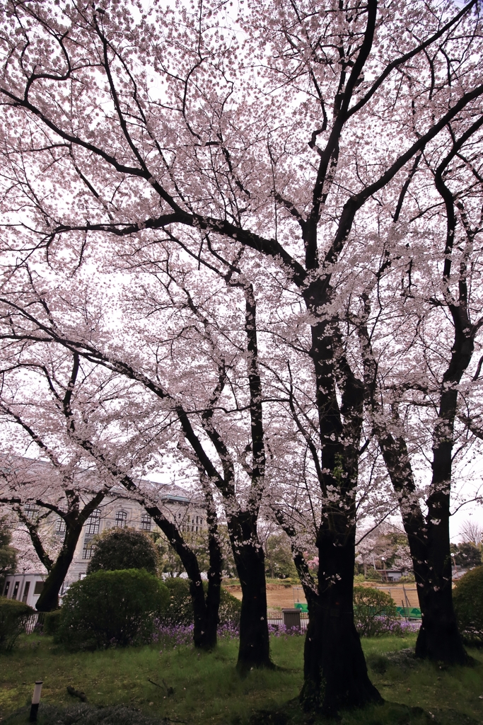 博物館の桜