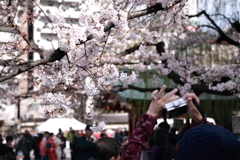 4月2日浅草神社の桜