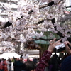 4月2日浅草神社の桜