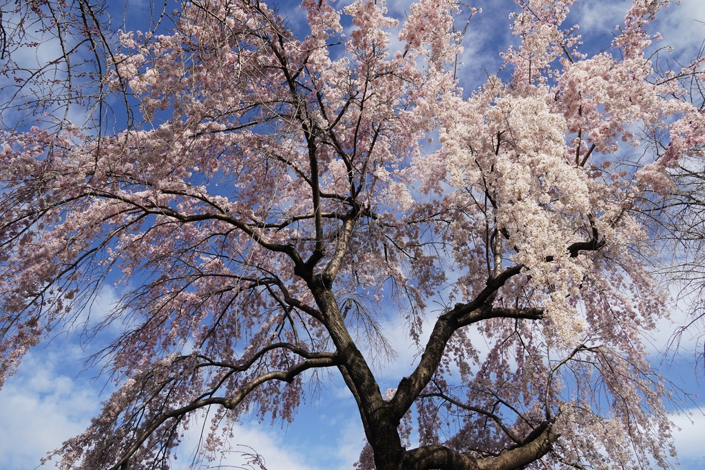 枝垂れ桜