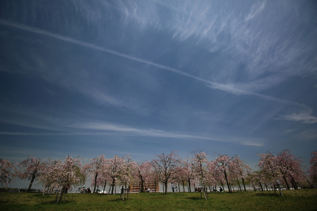 しだれ桜