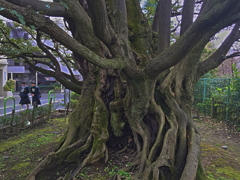 ホグワーツの暴れ柳　風