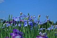 菖蒲