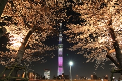 スカイツリーと桜 2