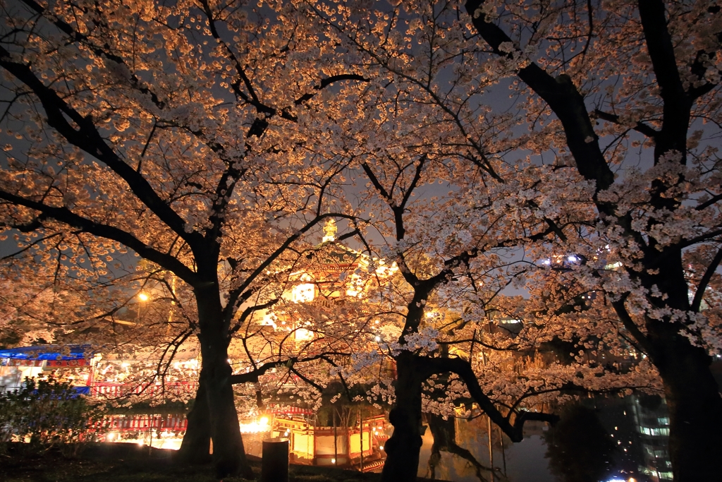 上野弁天堂と桜