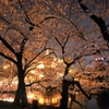 上野弁天堂と桜