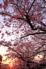 朝 桜