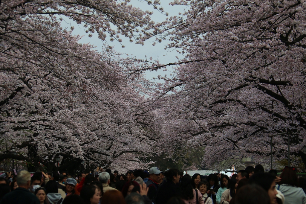 上野　桜　満開