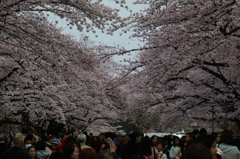 上野　桜　満開