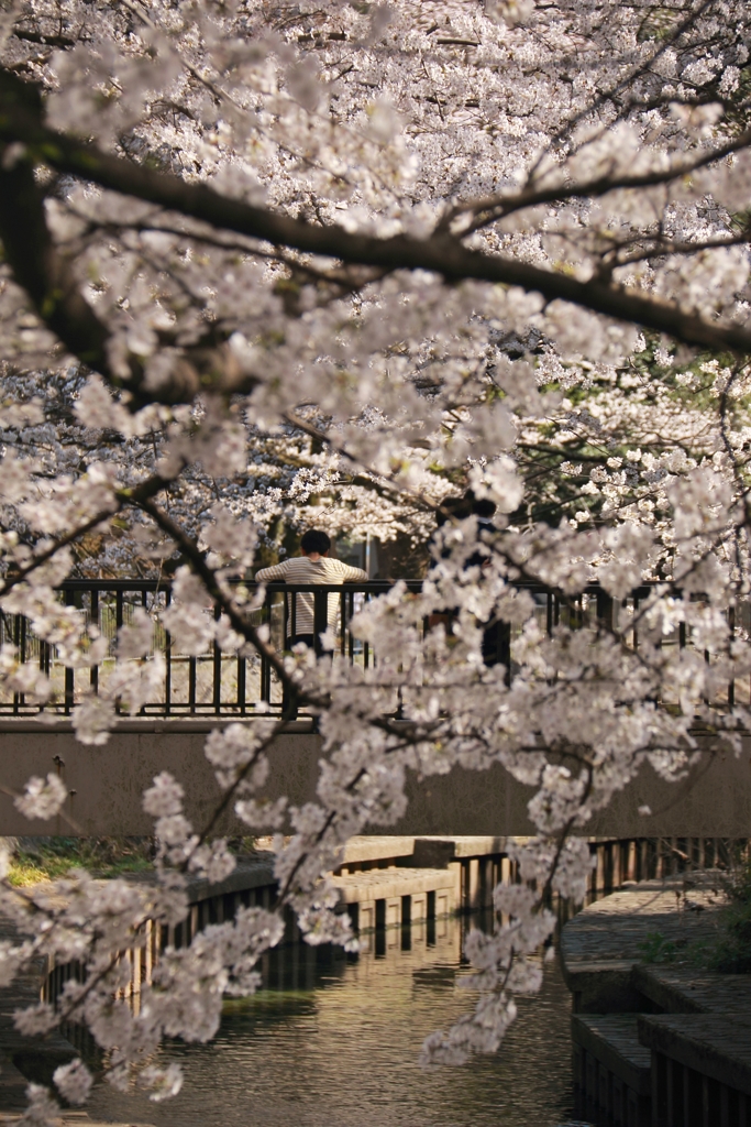 善福寺川