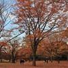 代々木公園