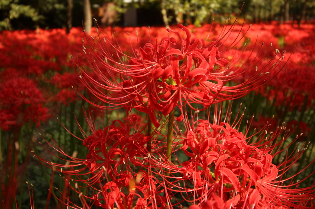 彼岸花