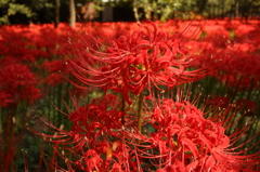 彼岸花