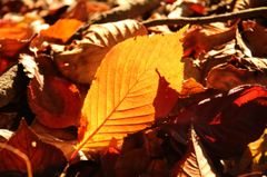 暖かい光が恋しい