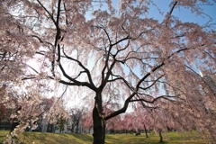 公園の桜