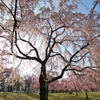 公園の桜
