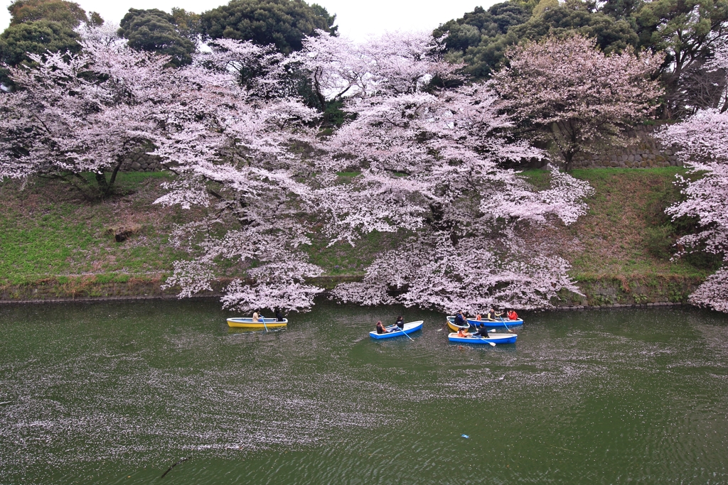 千鳥ヶ淵1