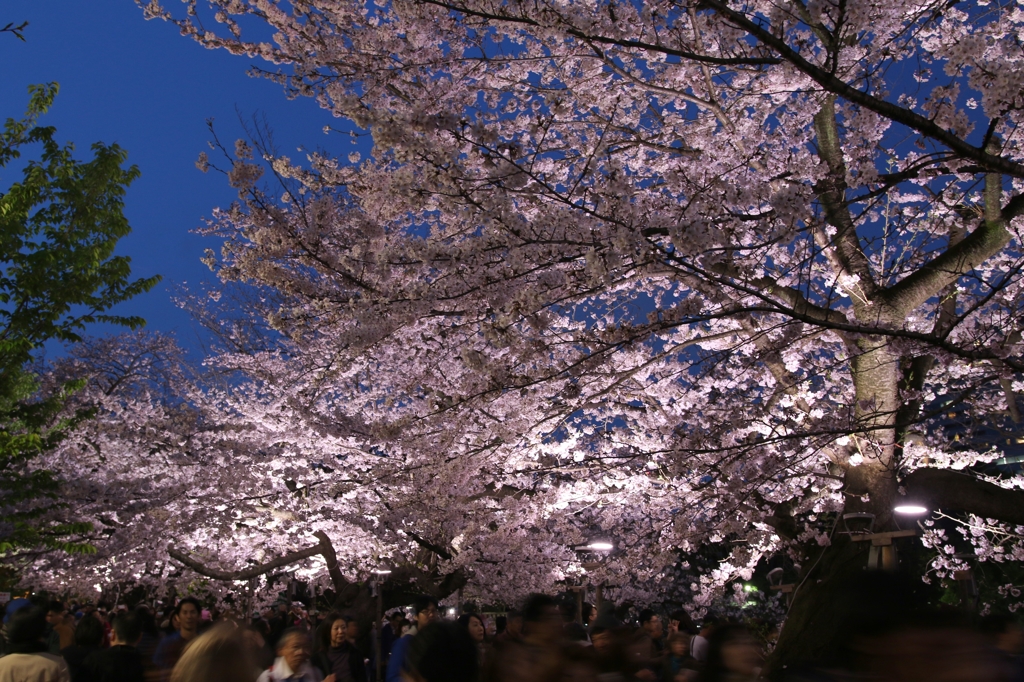 千鳥ヶ淵