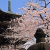 5重の塔と桜