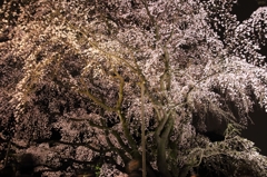 夜桜 六義園++