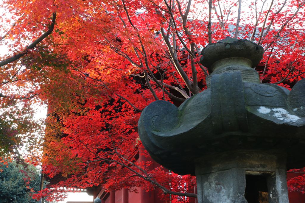紅葉と赤い寺