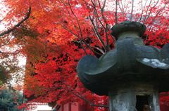 紅葉と赤い寺