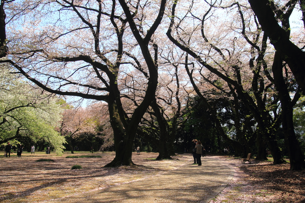 新宿御苑