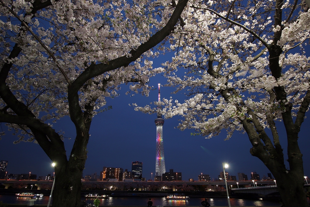 スカイツリーと桜