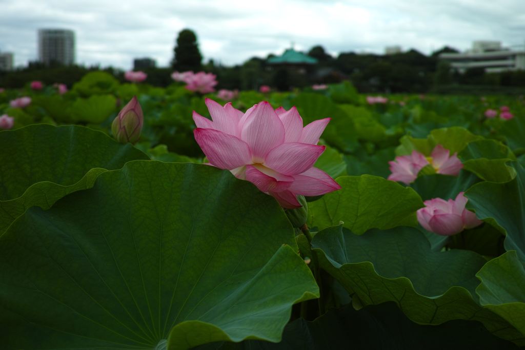 不忍の池