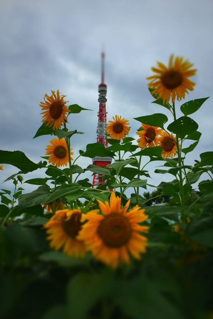 ひまわり＋タワー