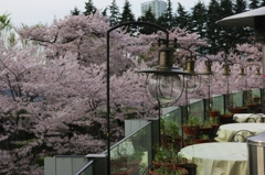 桜のデッキ席