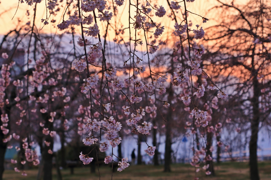 枝垂桜