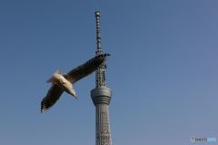 スカイツリー+鳥