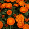 オレンジの花