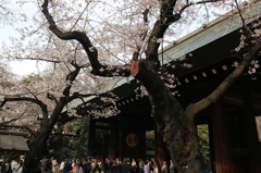 靖国と桜