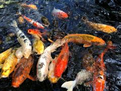 虎の門愛宕神社の鯉