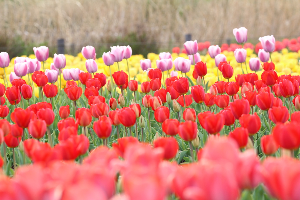気づいたら春が来てました。