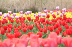 気づいたら春が来てました。