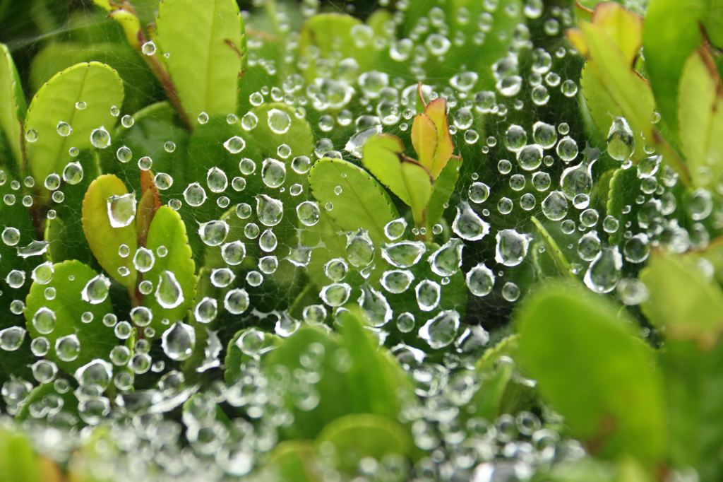 雨あがりの蜘蛛の巣