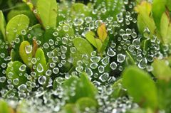 雨あがりの蜘蛛の巣