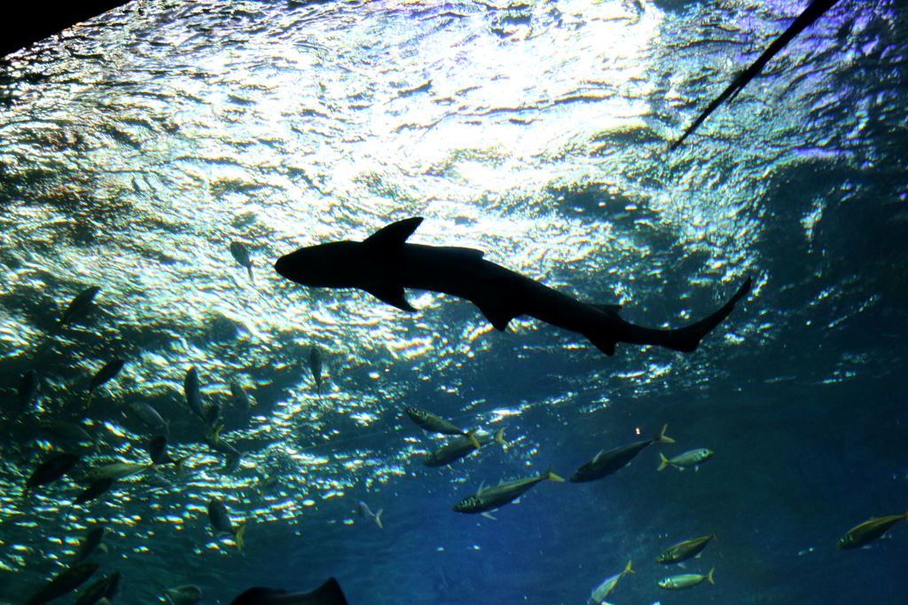 江の島水族館