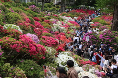 根津神社つつじ祭り