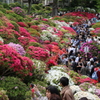 根津神社つつじ祭り