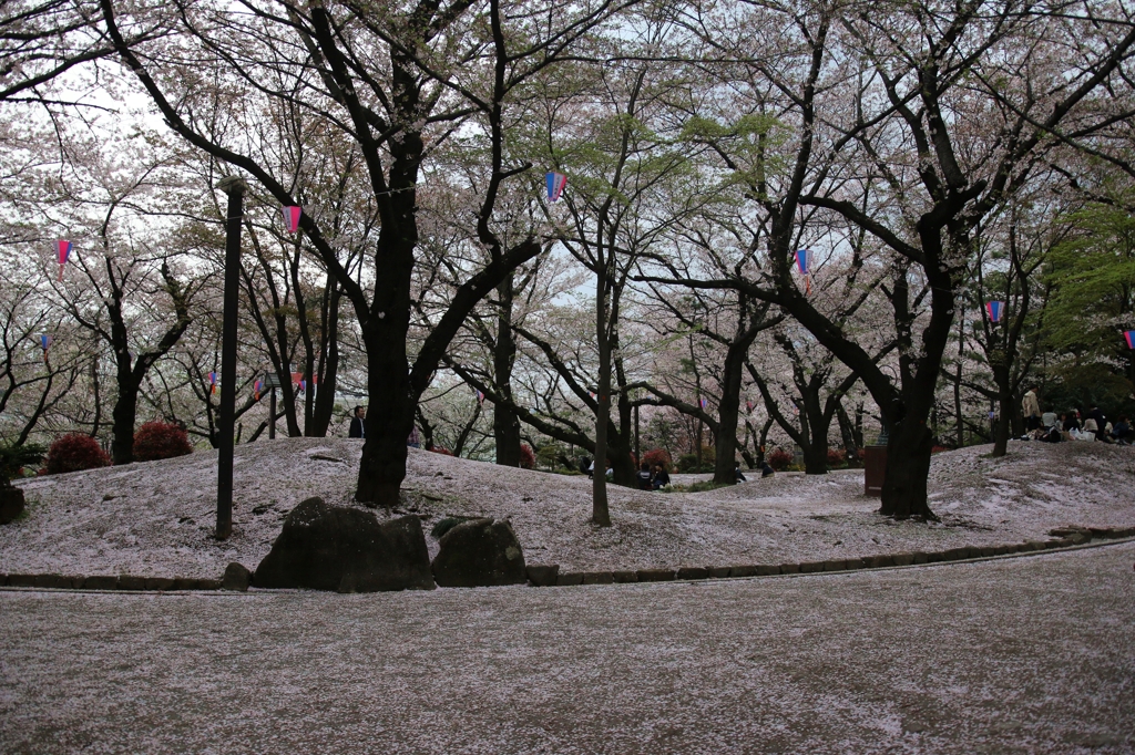 まるで雪が積もったよう