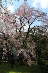 上野　博物館の桜