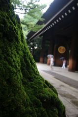 雨の靖国神社