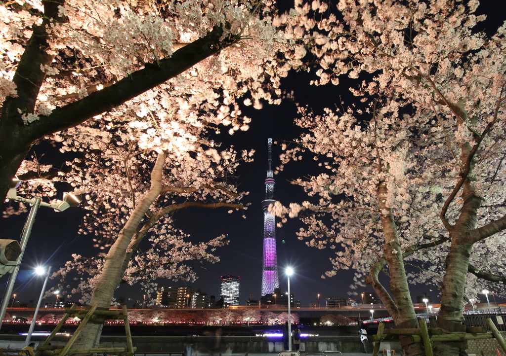 夜桜　3/30