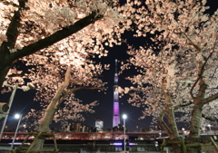 夜桜　3/30