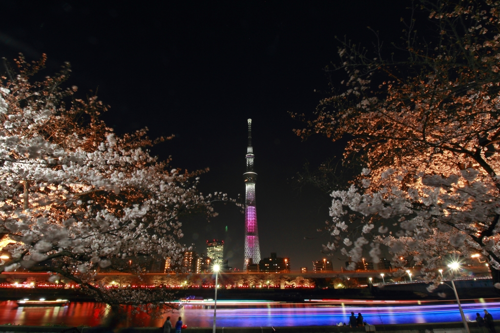 スカイツリーと桜