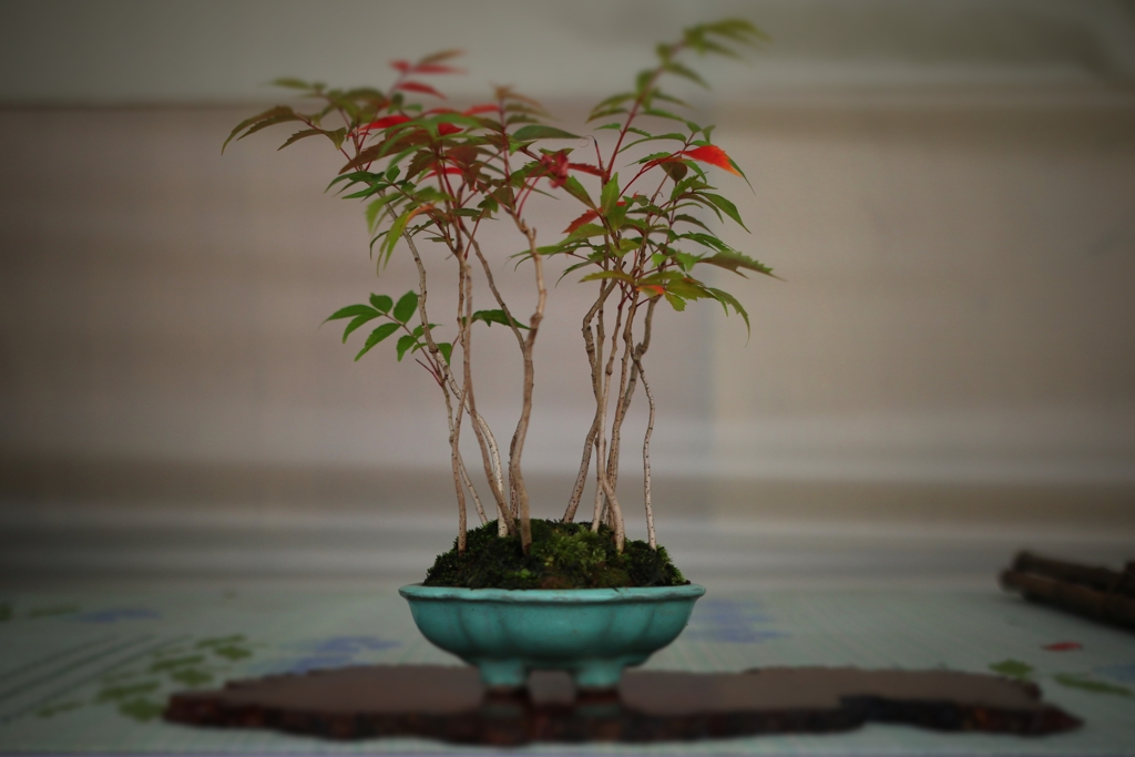 bonsai
